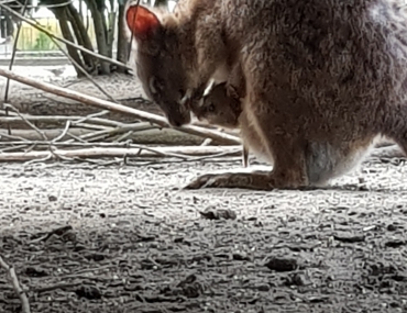 Nachwuchs bei den Parmakängurus