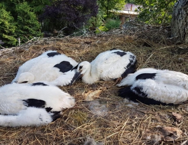  Beringung der Jungstörche
