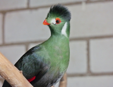 Sonderöffnung am 24. Mai 2020